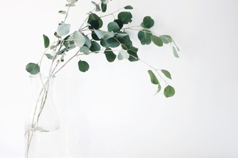 Minimal Technology - green leaf plant