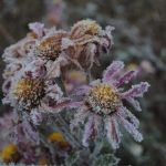 Best Times - brown and purple-petaled flowers