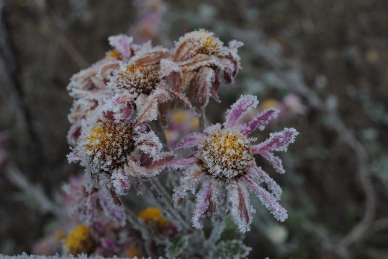 Best Times - brown and purple-petaled flowers