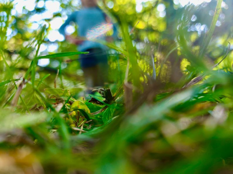 World Festivals - a blurry photo of a blue fire hydrant in the grass