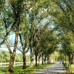 City Nature - people walking on pathway between green trees during daytime