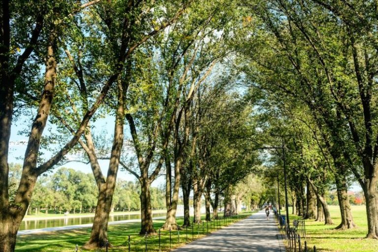 City Nature - people walking on pathway between green trees during daytime