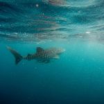 Dive Spots - whale shark swimming underwater