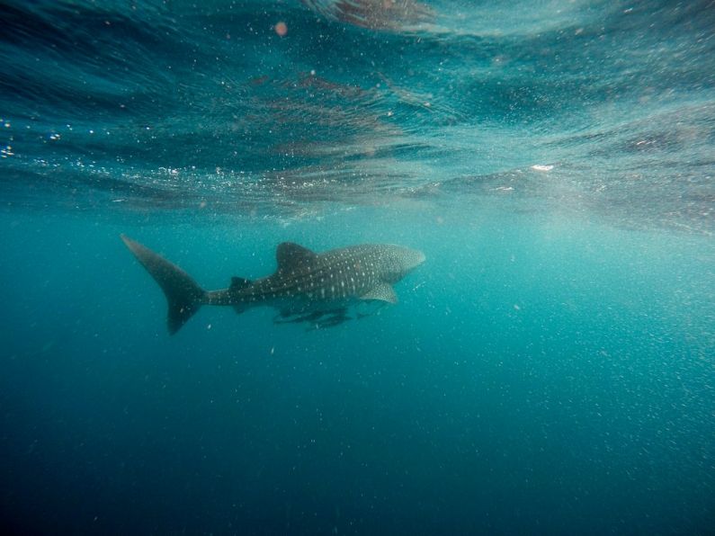 Dive Spots - whale shark swimming underwater