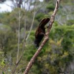 Wildlife Sanctuary - a bird perched on a tree branch in a forest