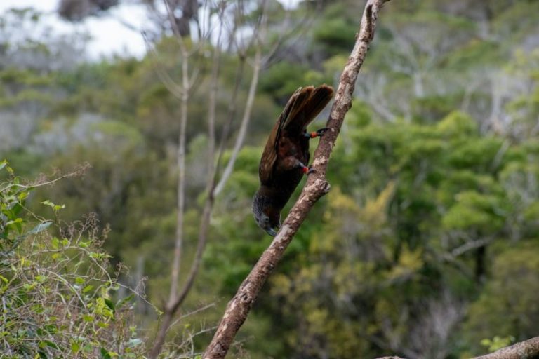 Wildlife Sanctuary - a bird perched on a tree branch in a forest