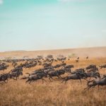 Kenya Safari - animal running on field