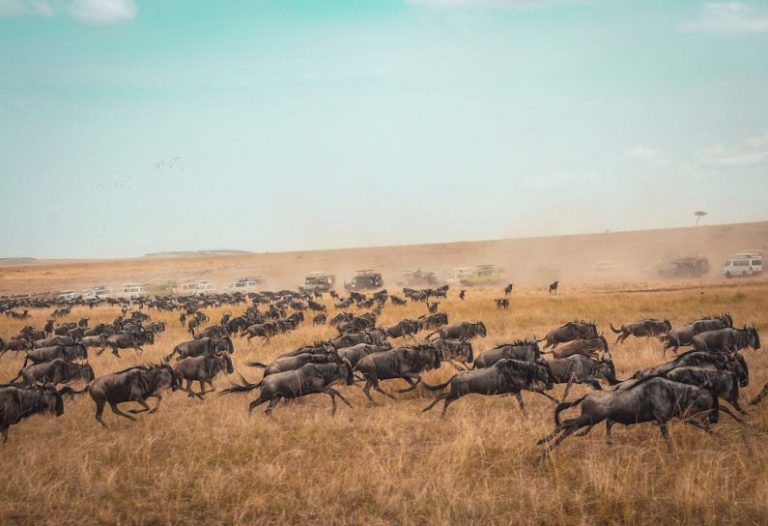 Kenya Safari - animal running on field