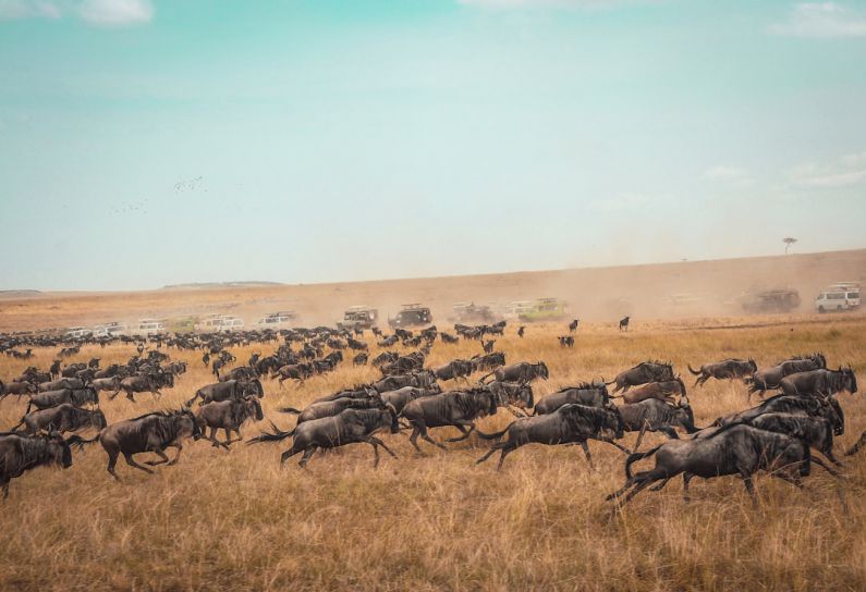 Kenya Safari - animal running on field