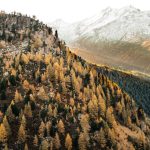 Switzerland Valleys - brown forest during daytime