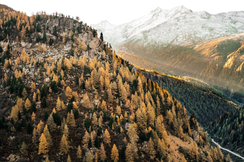 Switzerland Valleys - brown forest during daytime