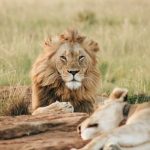 Affordable Safari - male brown lion lying on grass