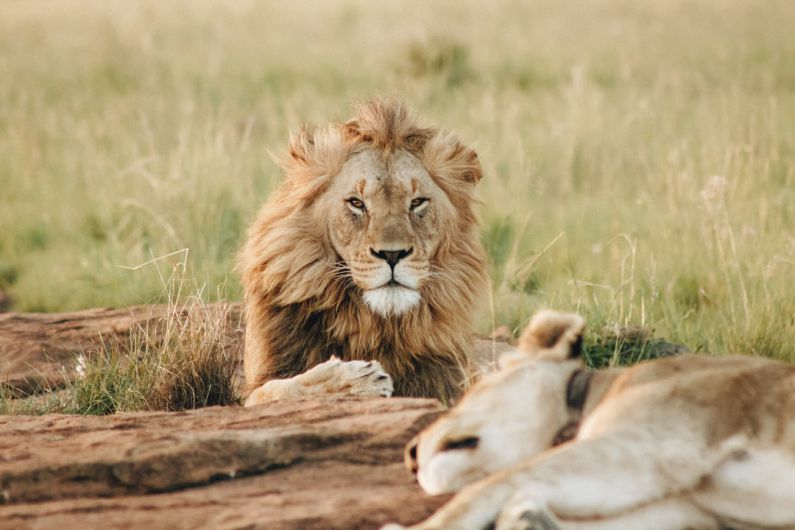 Affordable Safari - male brown lion lying on grass