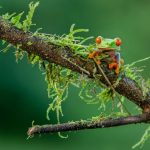 Central America - selective focus photography of green and orange lizard on brown stem