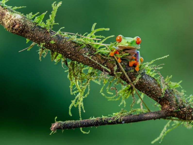 Central America - selective focus photography of green and orange lizard on brown stem