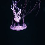 French Riviera Budget - purple jelly fish with black background