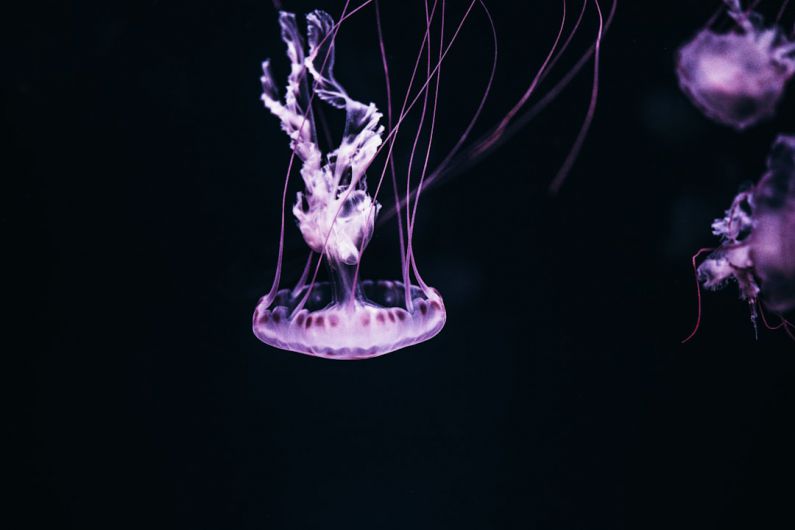 French Riviera Budget - purple jelly fish with black background